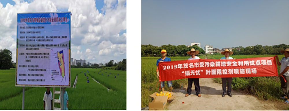 鎘無憂葉面阻控劑