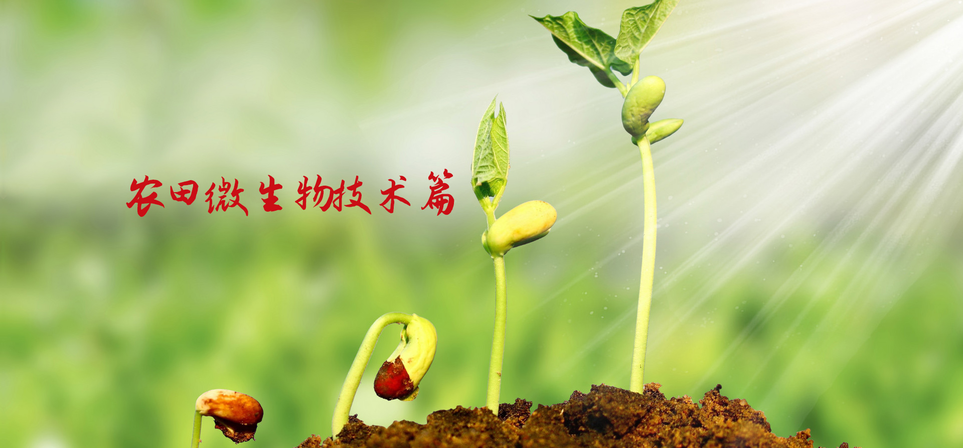 什么是農(nóng)用微生物菌劑和其作用
