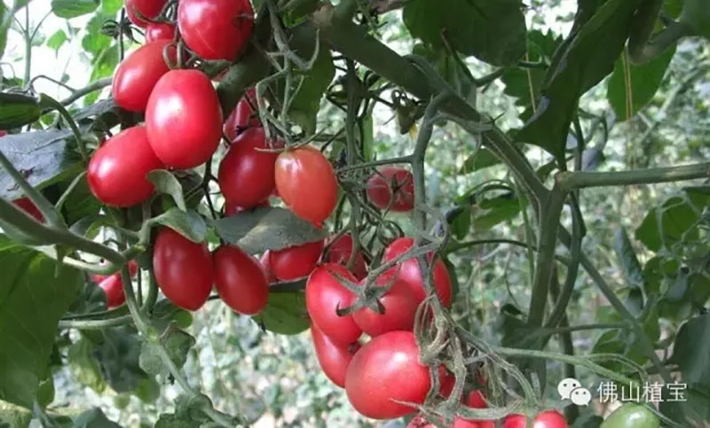 佛山市植寶生態(tài)科技有限公司